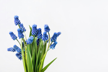 Bouquet of spring blue muscari flowers on gray background with a place for text. Birthday greeting...