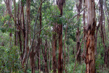 Woodend Australia, view of tree trunks in eucalypt forest on a damp day