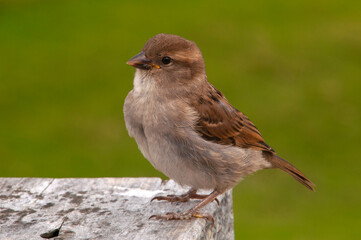 Apollo Bay Australia, common house sparrow perched on table with blurred background