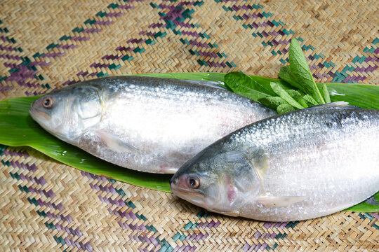 ilish, National fish of Bangladesh Hilsafish ilisha terbuk hilsa herring or hilsa shad Clupeidae family on white background, popular famous both Bengali's in India and Bangladesh