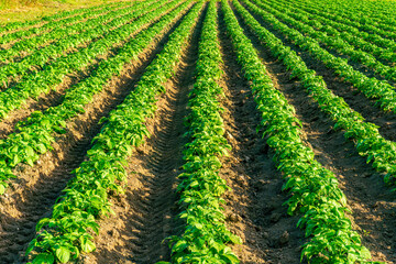 beautiful farmland landscape with green rows of potato and vegetables on a spring or summer farm...