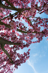 The cherry blossom. Sakura trees. Sakura photo close up.