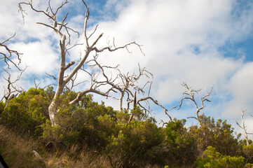 Apollo Bay Australia, branches of dead eucalypts trees against cloudy sky