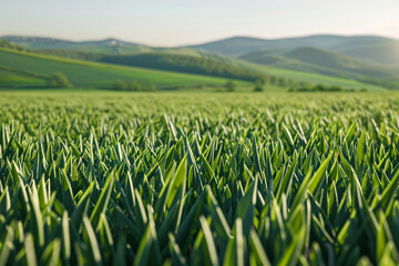 Obraz premium A field of fresh green grass with the texture highlighted by the morning sunlight, with distant hills casting gentle shadows in the background.