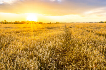 beautiful summer sunset in a wheaten shiny field with golden wheat and sun rays, deep blue cloudy...