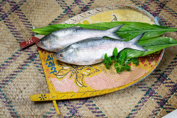 ilish on welcome tray, National fish of Bangladesh Hilsafish ilisha terbuk hilsa herring or hilsa shad Clupeidae family on white background, famous both Bengali's in Kolkata India and Bangladesh.