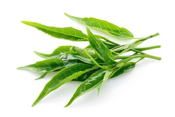 Fototapeta premium Bancha Green Tea Leaves. Healthy Antioxidant Tea Leaf Isolated on White Background