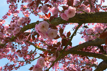 The cherry blossom. Sakura trees. Sakura photo close up.