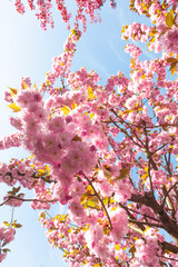 The cherry blossom. Sakura trees. Sakura photo close up.