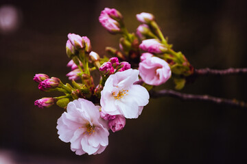 The cherry blossom. Sakura trees. Sakura photo close up.