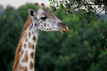african Masai Mara giraffe, portrait of head and neck
