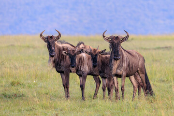 Naklejka na ściany i meble Wildebeest group portrait in the plains of the Masai Mara