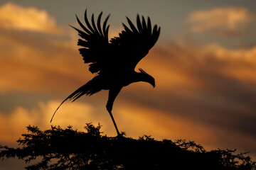 close up silhouette of a secretary bird perched on a tree with wings extended, side on view,...