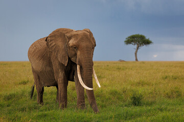 Fototapeta premium An African elephant with large tusks on a grassy plain in the Masai Mara, Kenya, against a dark blue sky