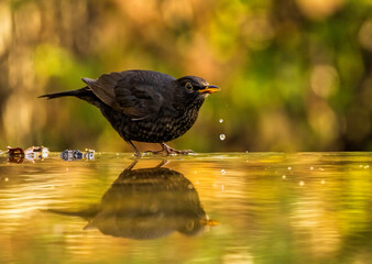 Blackbird sitting on the ground