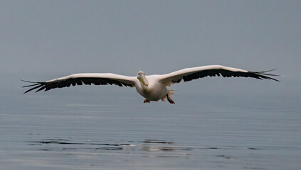Dalmatian Pelican of Kerkini Lake