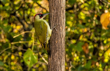 Green woodpecker sitting on branch with nice autumn background