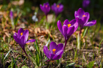 Beautiful purple spring crocuses in the garden. Flowering of bulbous plants in the garden. Floral spring background with purple crocuses flowers