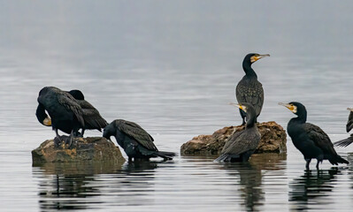 Great Cormorant (Phalacrocorax carbo) in natural habitat