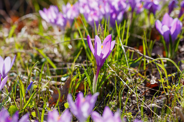 Beautiful spring crocuses in the garden. Flowering of bulbous plants in the garden. Floral spring...