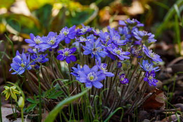 Noble liverwort , or common liverwort ( lat. Hepatica nobilis ) is a herbaceous winter-green plant; species of the genus Liverwort ( Hepatica ) of the Ranunculaceae family