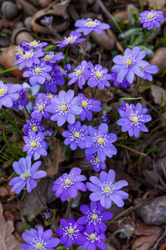 Noble liverwort , or common liverwort ( lat. Hepatica nobilis ) is a herbaceous winter-green plant; species of the genus Liverwort ( Hepatica ) of the Ranunculaceae family 