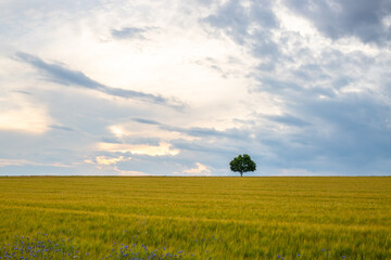 Landscape shot in a rural area. A wheat field in front of a single tree in the sunset. Agriculture and nature in Taunus, Hesse, Germany.