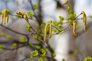 Birch blossoms in spring. Catkins with pollen during the flowering of birch in spring time. Allergy to birch pollen
