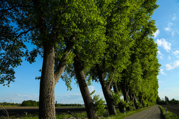 Poplar avenue in Feldmoching, Munich, blue sky