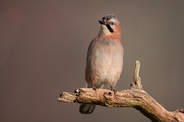 Eurasian jay (Garrulus glandarius)