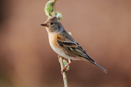 Female brambling (Fringilla montifringilla) in winter