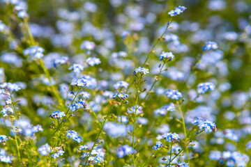 alpine blue forget me not flower on a meadow