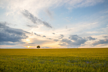 Landscape shot in a rural area. A wheat field in front of a single tree in the sunset. Agriculture...