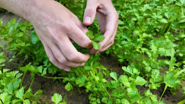 Hands harvesting fresh organic cilantro in a garden, depicting sustainability and healthy lifestyle concepts, ideal for Earth Day and National Nutrition Month themes