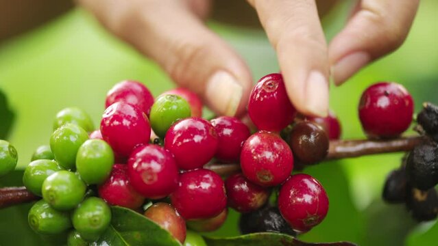 Close-up, harvesting of red ripe arabica coffee cherry or berry from plant on plantation, quality bean production