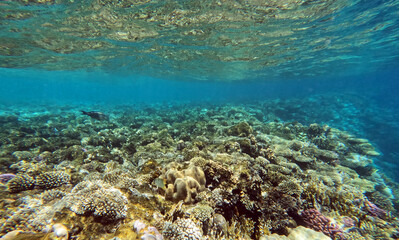 Underwater scene. Coral reef, full of colorful corals and sunny rays shining through clear sea water.