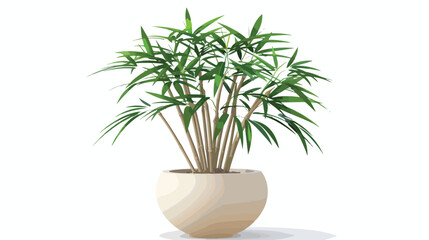 Bamboo plant in pot isolated on white background Vector