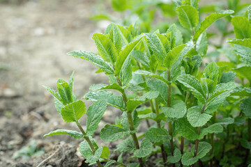 Bush of coctail mint in a garden. Plant with light green leaves. Copy space.