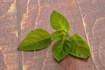 Raw green basil leaves seasoning