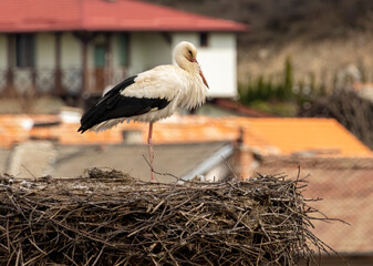 White Stork in nest with nice background
