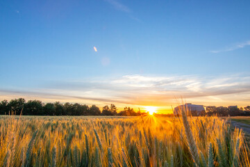 The morning in a wheat field in the background a coal-fired power station at sunrise. Landscape...