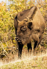 Fototapeta premium European Bison reintroduced on the Balkans