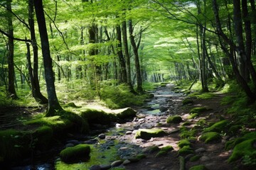 Fototapeta na wymiar Forest Bathing Trail: A trail designed for Shinrin-yoku (forest bathing) with cherry trees.