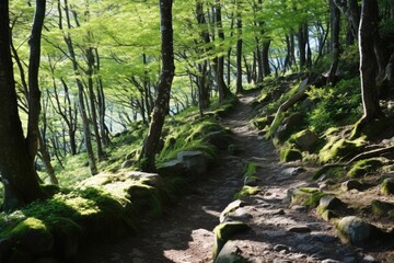 Fototapeta premium Forest Bathing Trail: A trail designed for Shinrin-yoku (forest bathing) with cherry trees.