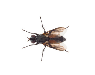Tachinid fly isolated on white background, Eriothrix rufomaculata