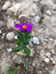 White rockrose flower, scientific name Cistus albidus.