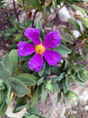 White rockrose flower, scientific name Cistus albidus.