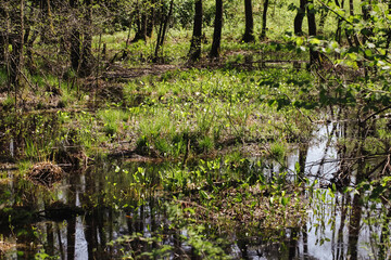 Obraz premium Forest sunlight background. Wetland water surface. Vibrant color green nature. Swamp landscape. Sunset in woods. Scenic view in Poland. Beautiful park sunrise. National Park protects environment.
