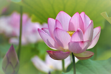 Fototapeta premium 清らかな薄桃色の蓮の花