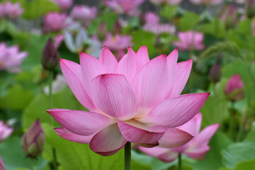 Obraz premium 満開の美しい蓮の花